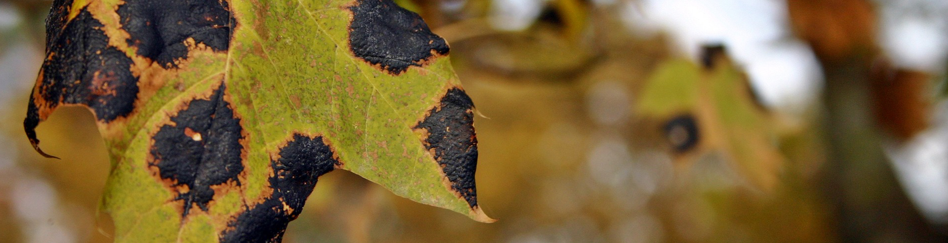 feuilles d'arbre malade