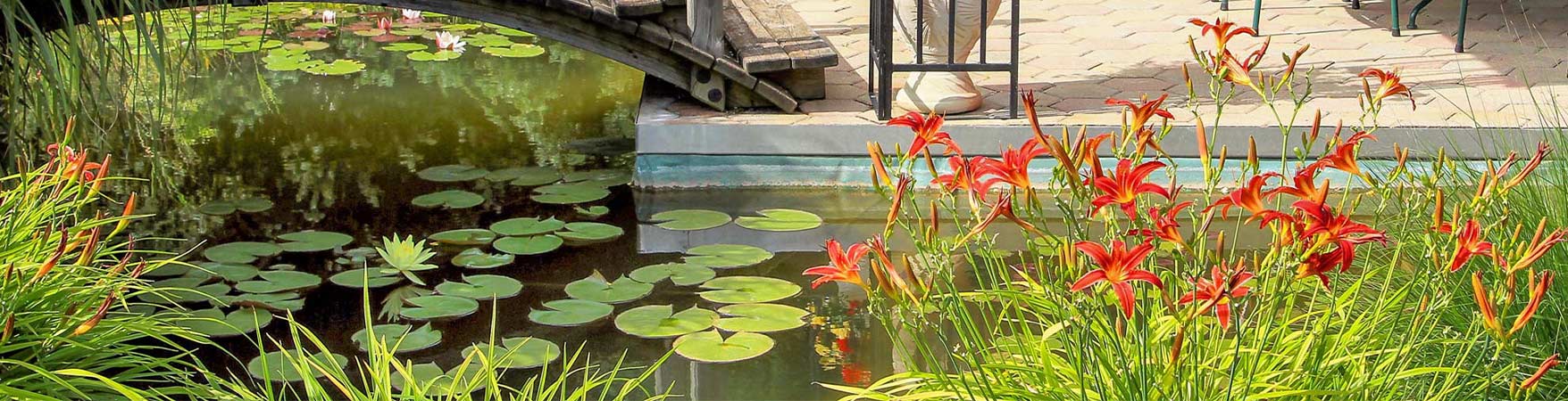 jardin aménagé avec nénuphar