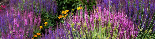 parterre de fleurs